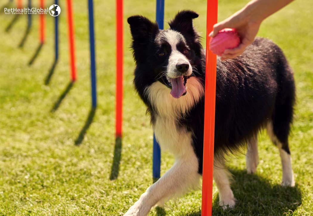 Dog doing exercise pet immune booster 